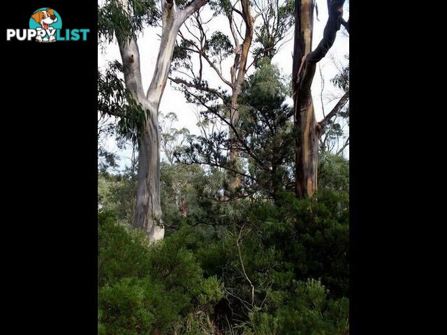 Roaring Beach Road NUBEENA TAS 7184