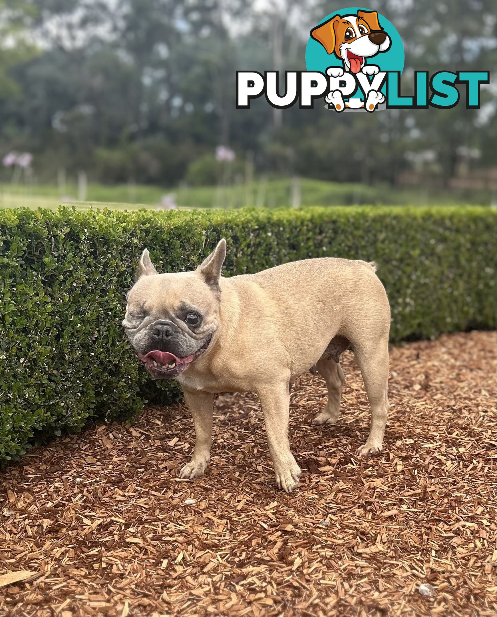 Pure Bred Female French Bulldog