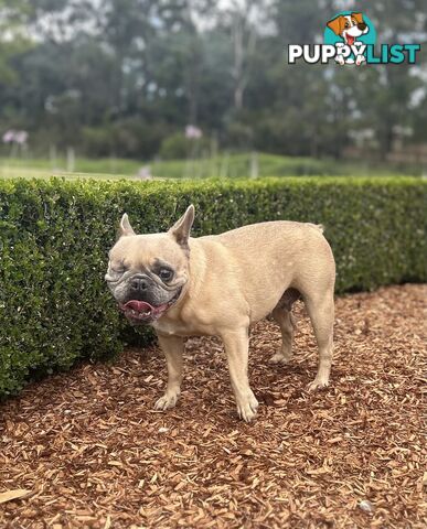 Pure Bred Female French Bulldog