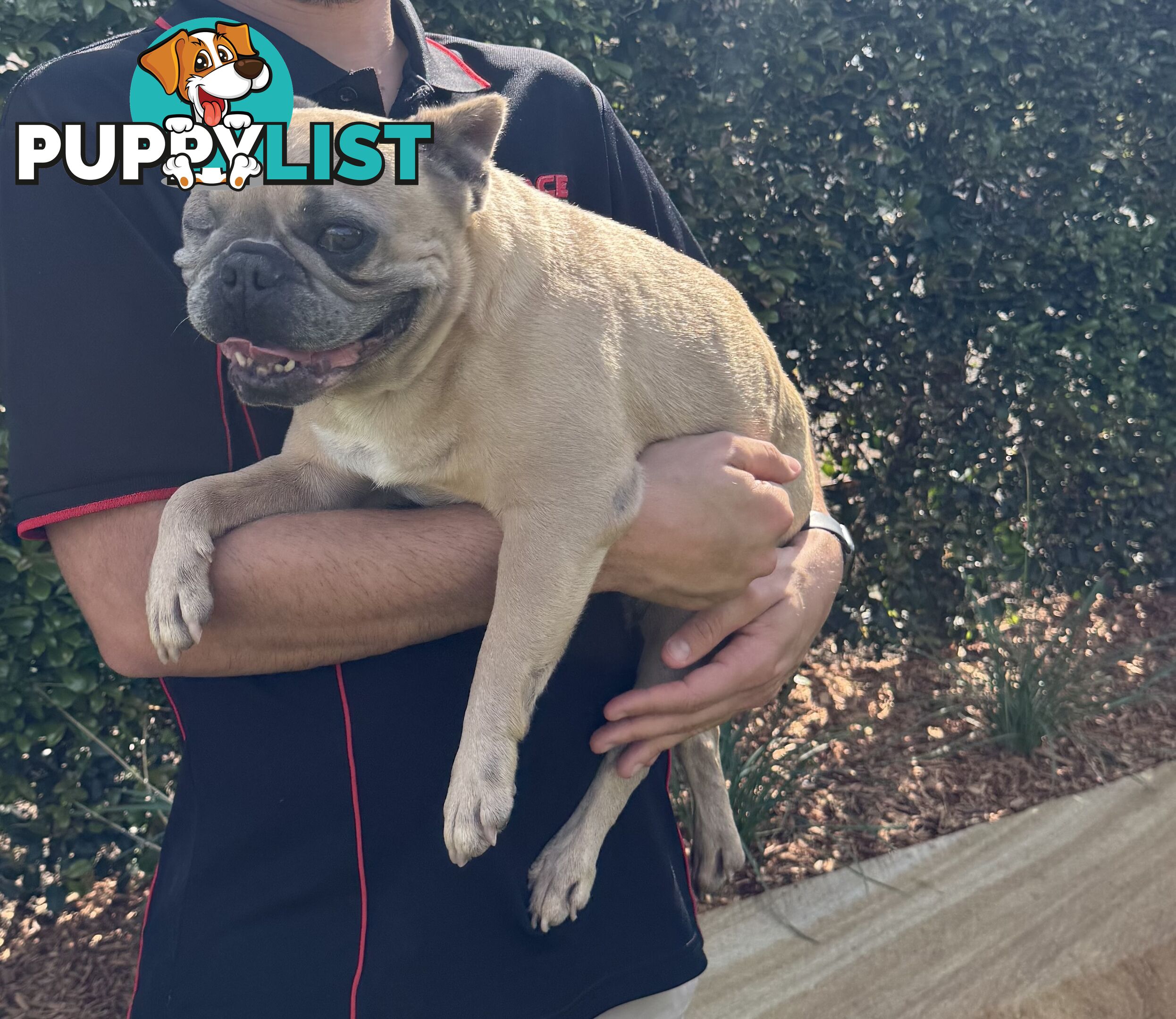 Pure Bred Female French Bulldog