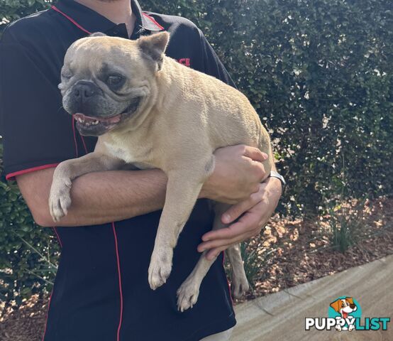 Pure Bred Female French Bulldog