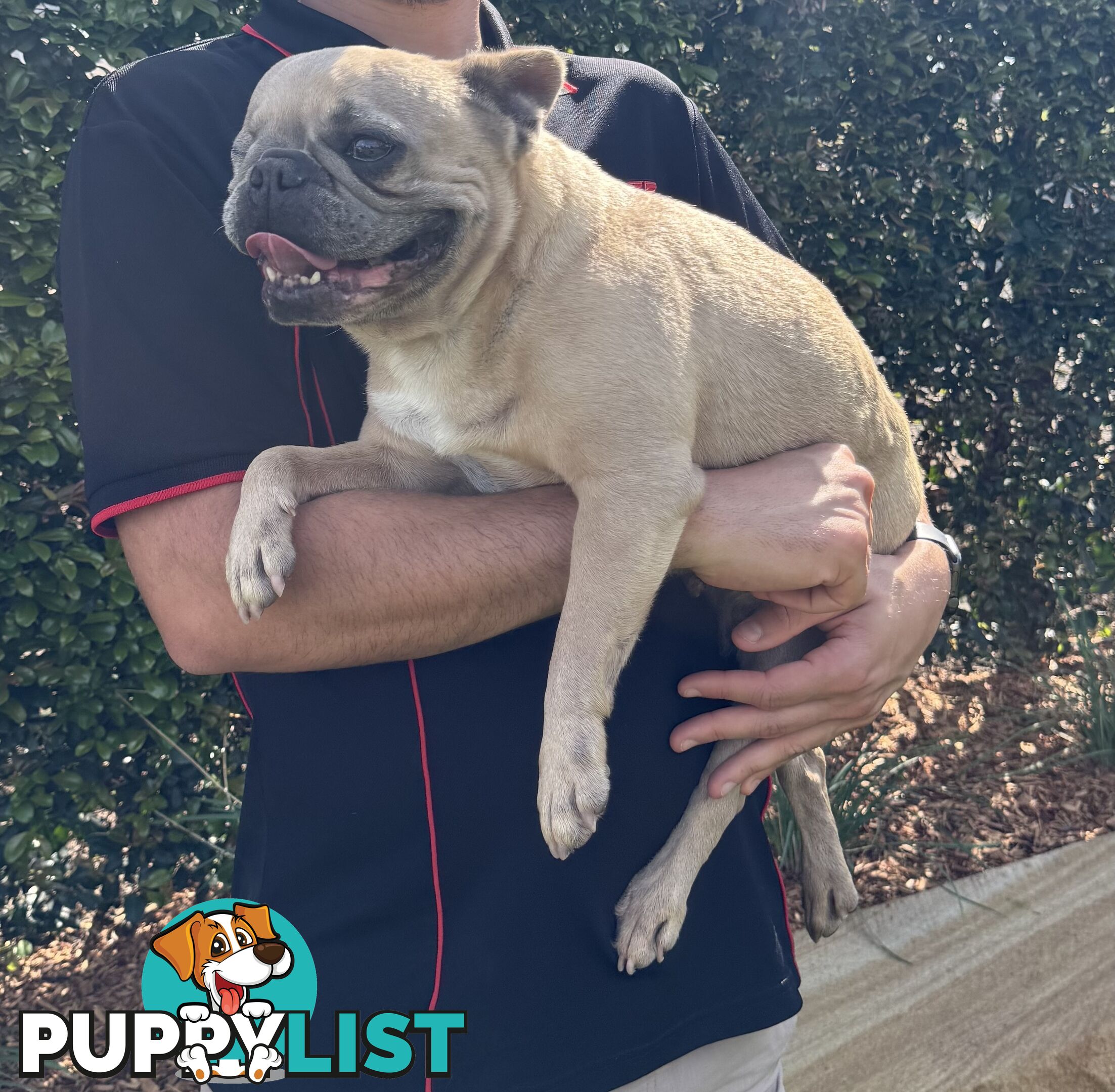 Pure Bred Female French Bulldog