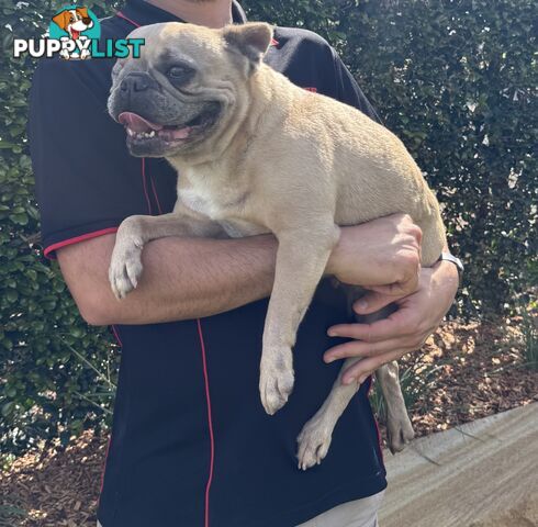 Pure Bred Female French Bulldog