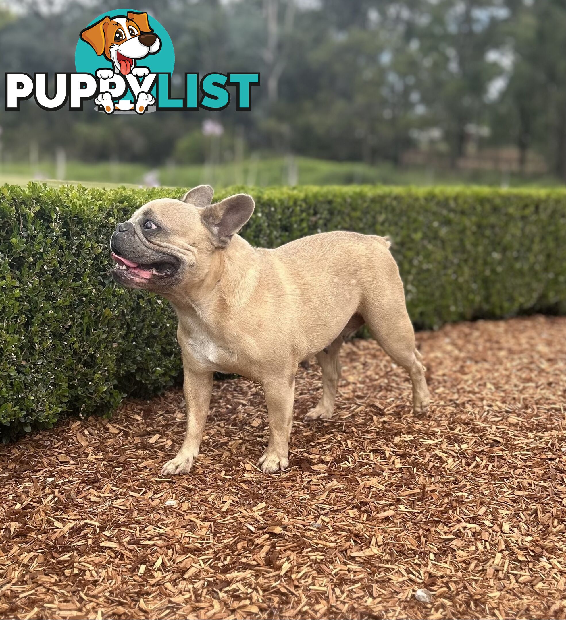Pure Bred Female French Bulldog