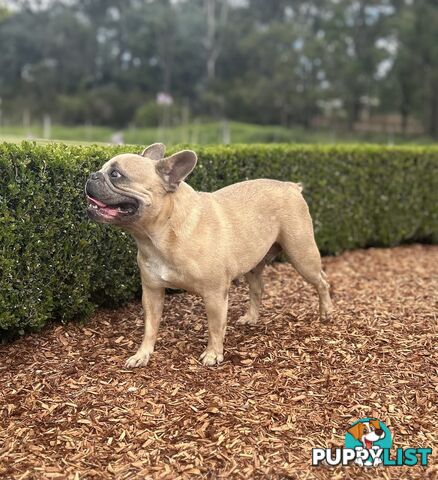 Pure Bred Female French Bulldog