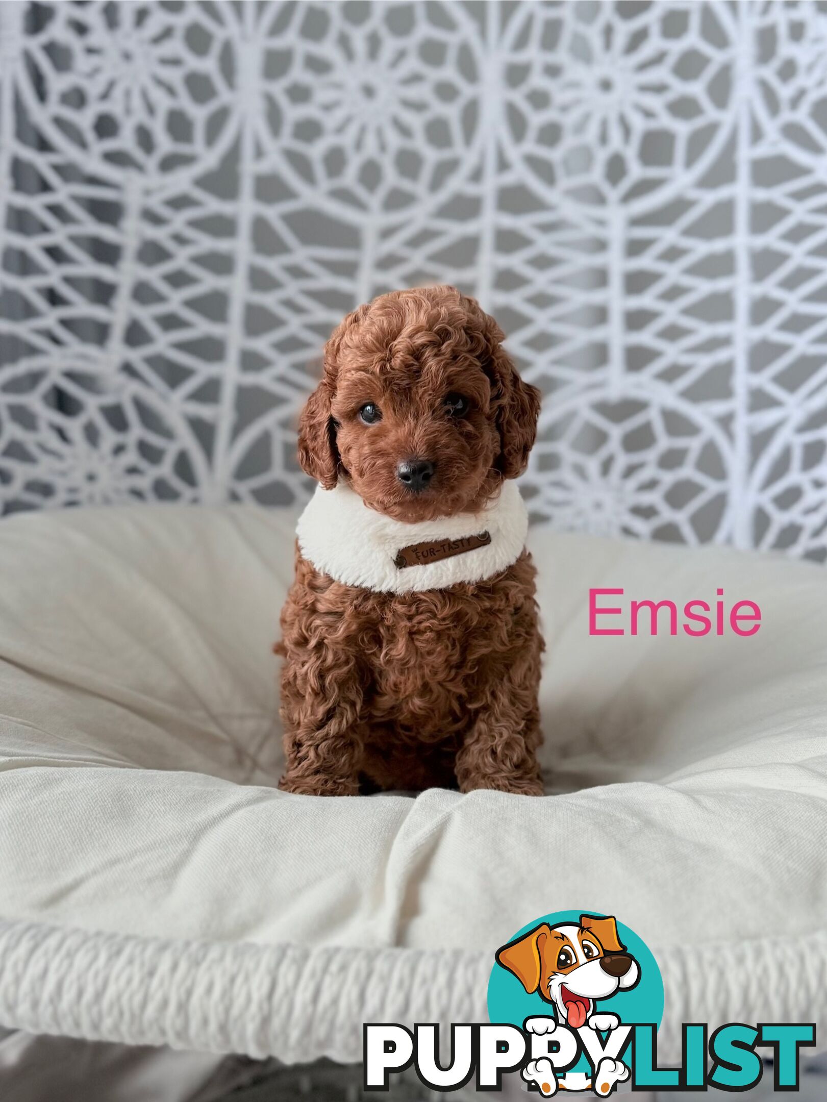 Tiny weeny F1b female Cavoodle puppies - DNA clear - Responsible Pet Breeder