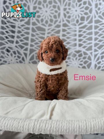 Tiny weeny F1b female Cavoodle puppies - DNA clear - Responsible Pet Breeder
