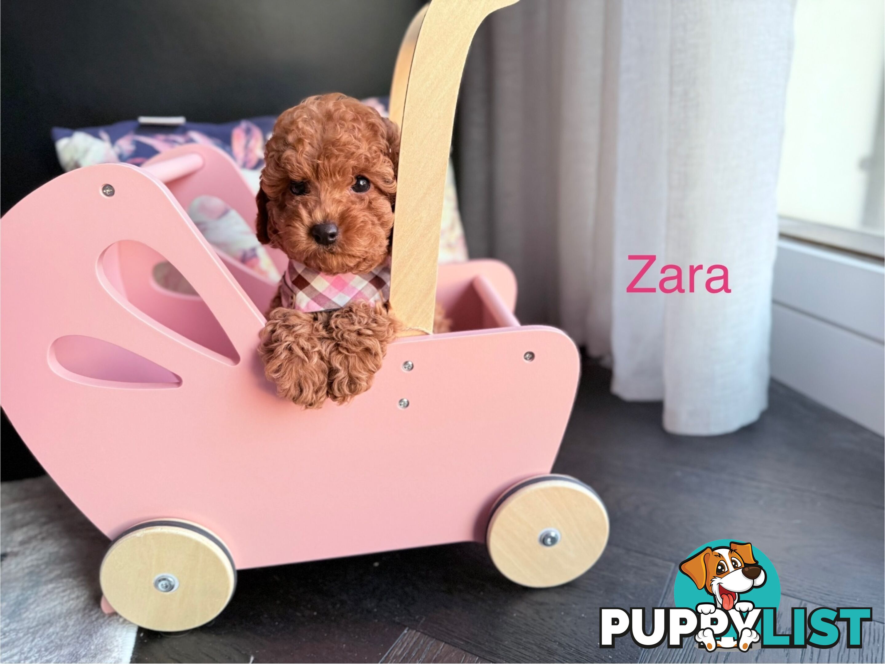 Only 2 left - Tiny weeny F1b female Cavoodle puppies - DNA clear - Responsible Pet Breeder