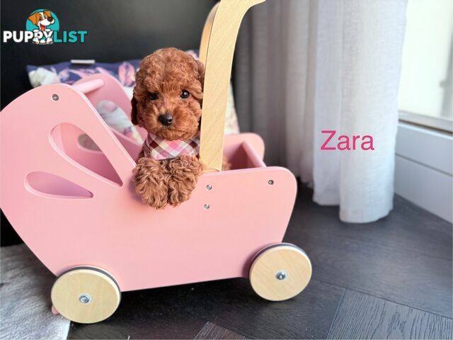 Tiny weeny F1b female Cavoodle puppies - DNA clear - Responsible Pet Breeder