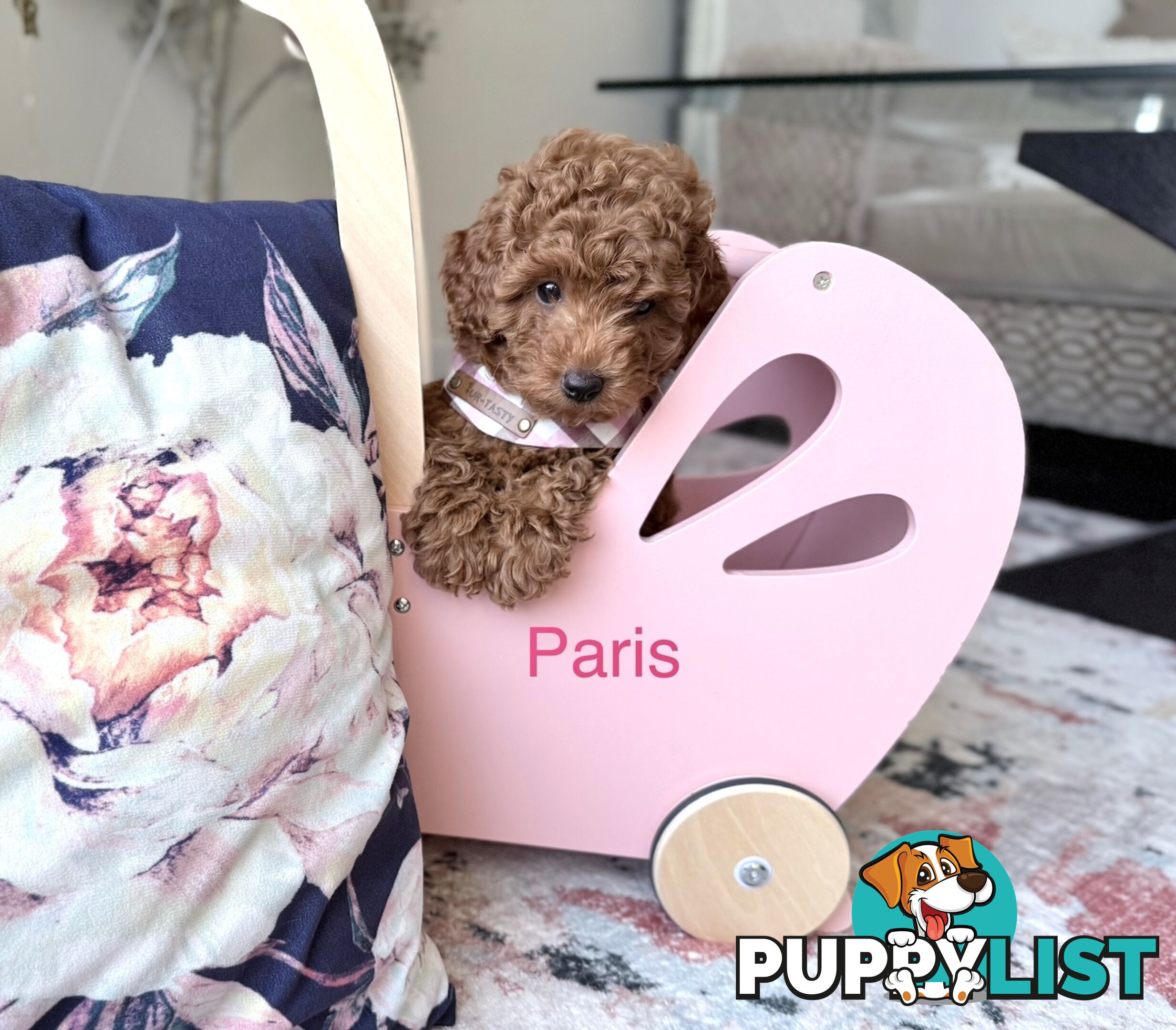 Only 2 left - Tiny weeny F1b female Cavoodle puppies - DNA clear - Responsible Pet Breeder