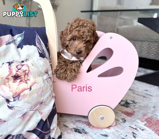 Tiny weeny F1b female Cavoodle puppies - DNA clear - Responsible Pet Breeder