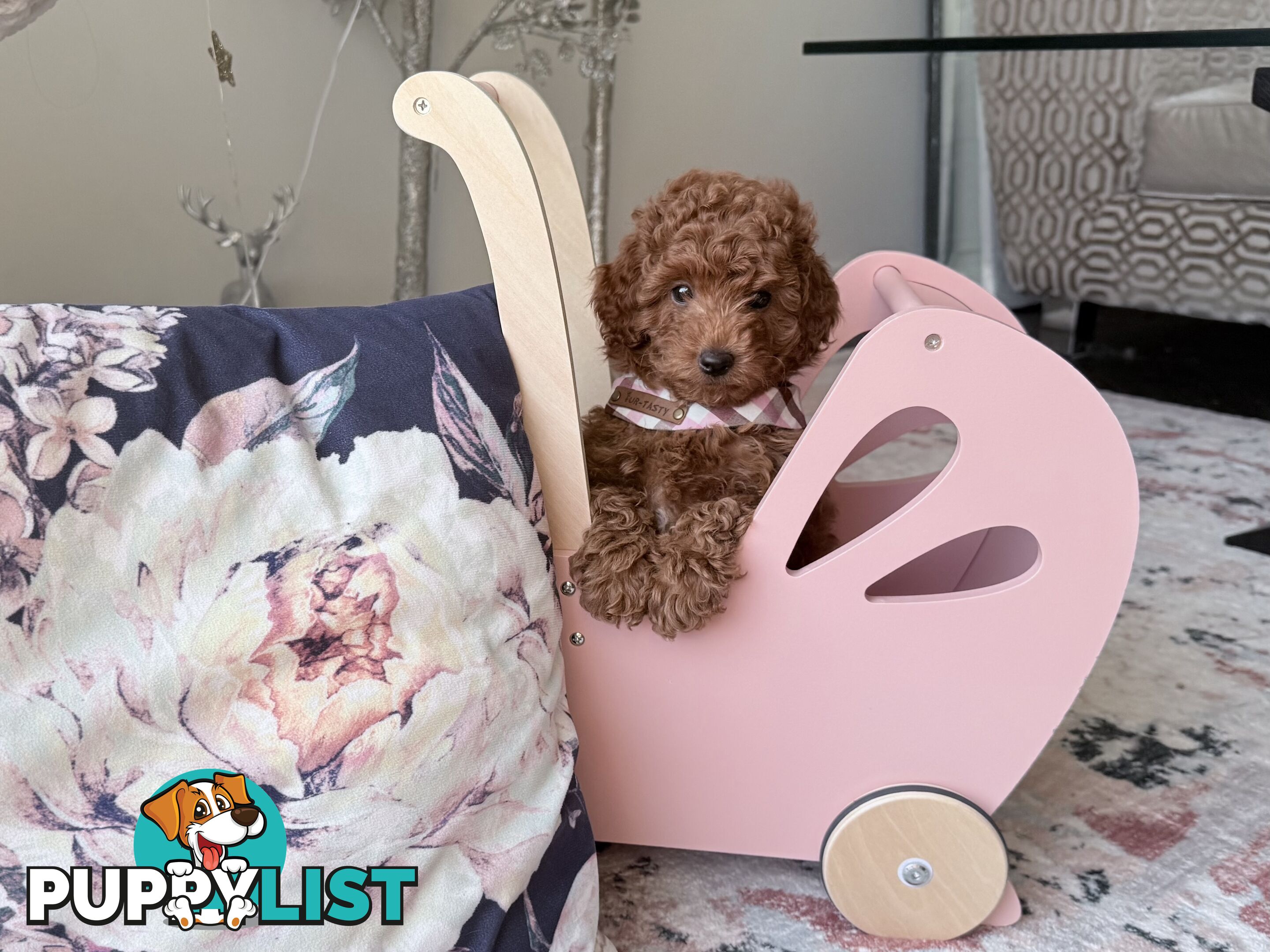 Tiny weeny F1b female Cavoodle puppies - DNA clear - Responsible Pet Breeder