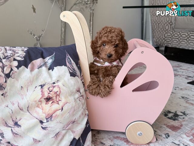 Tiny weeny F1b female Cavoodle puppies - DNA clear - Responsible Pet Breeder