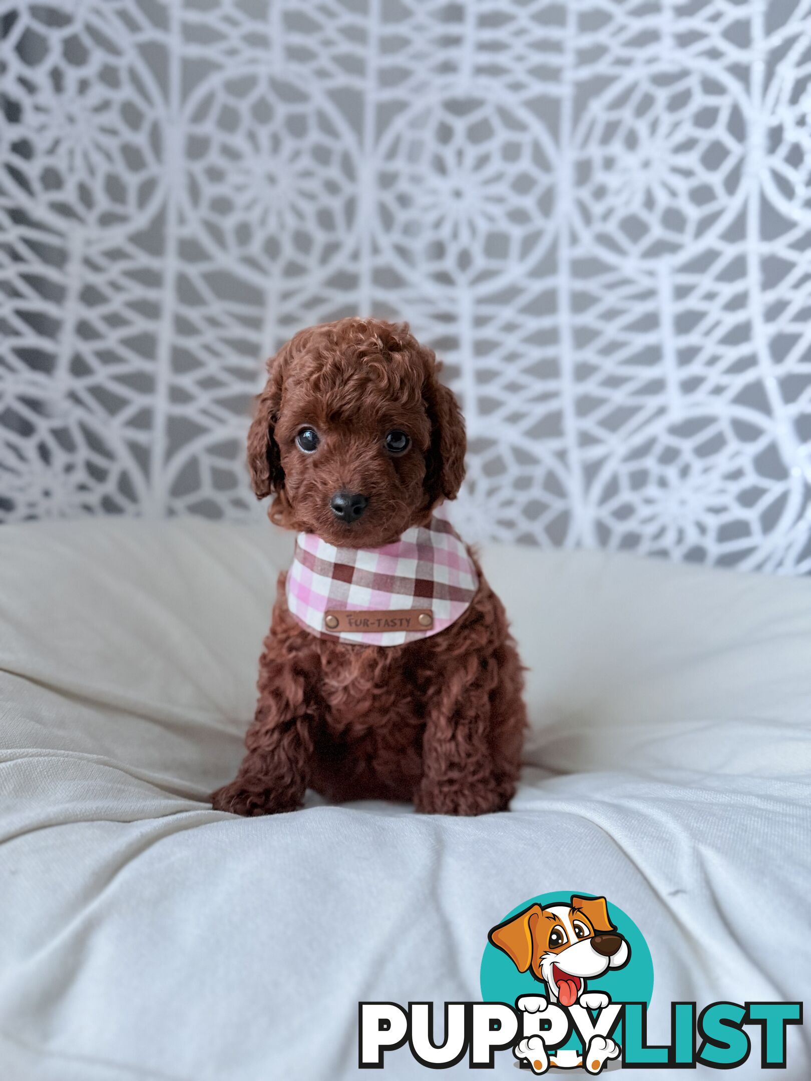 Tiny weeny F1b female Cavoodle puppies - DNA clear - Responsible Pet Breeder