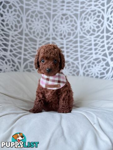 Tiny weeny F1b female Cavoodle puppies - DNA clear - Responsible Pet Breeder