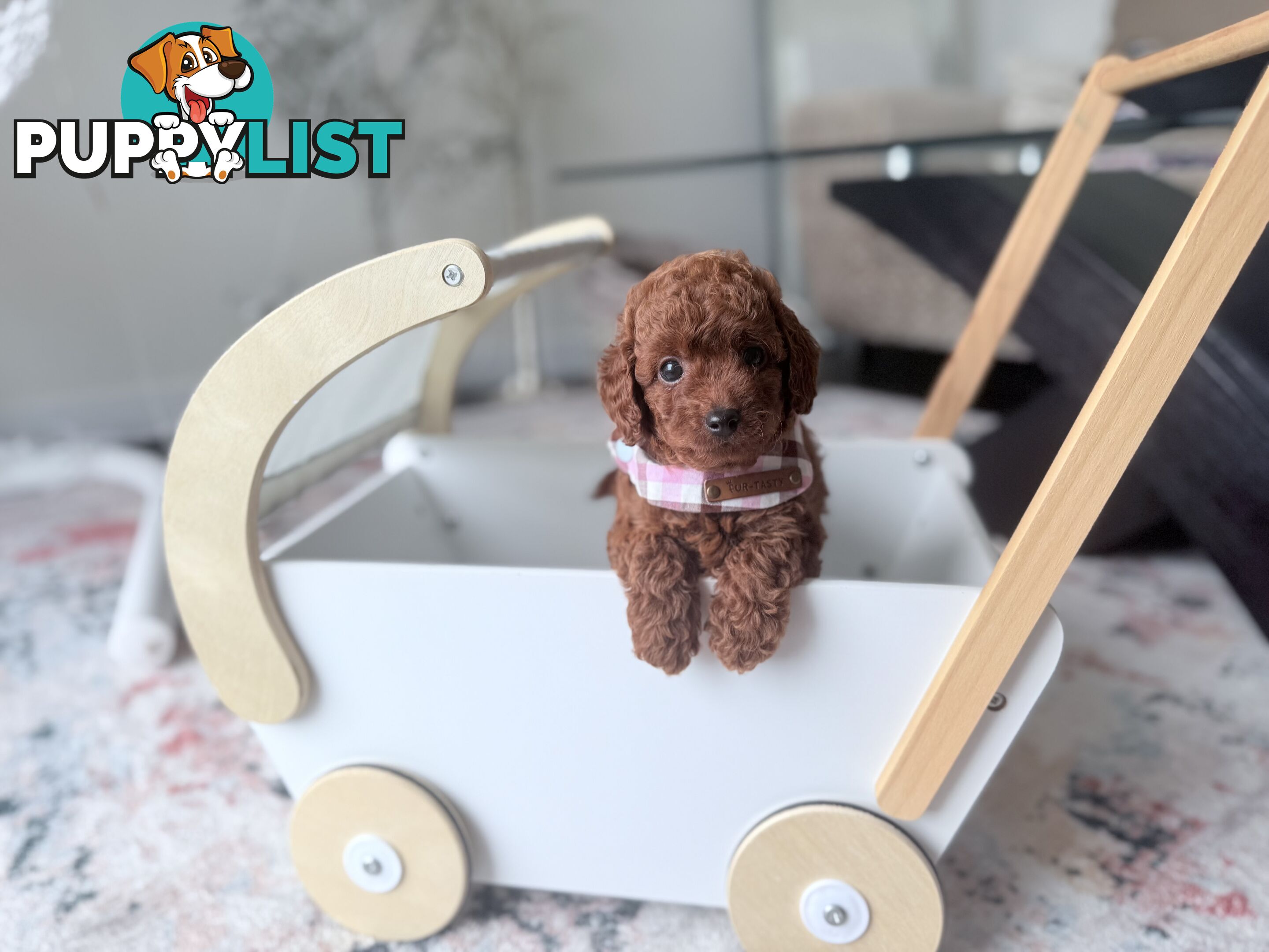 Tiny weeny F1b female Cavoodle puppies - DNA clear - Responsible Pet Breeder