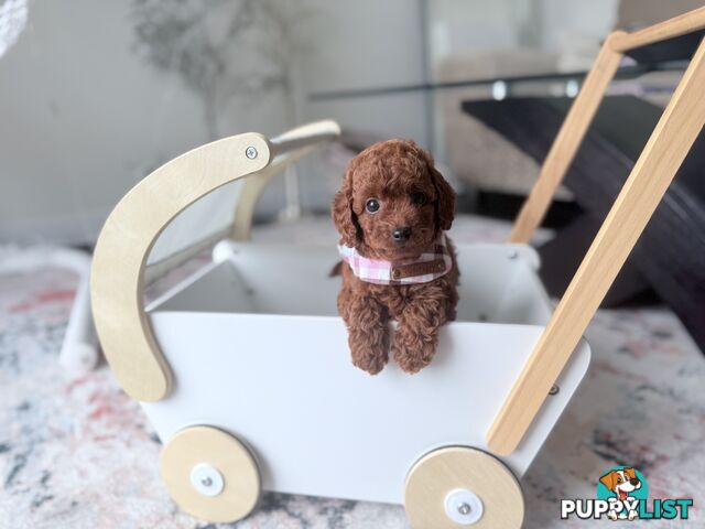 Tiny weeny F1b female Cavoodle puppies - DNA clear - Responsible Pet Breeder