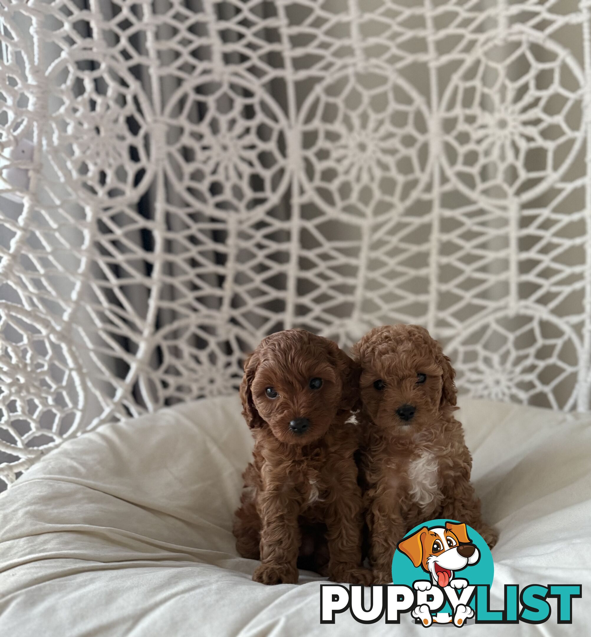 Tiny weeny F1b female Cavoodle puppies - DNA clear - Responsible Pet Breeder