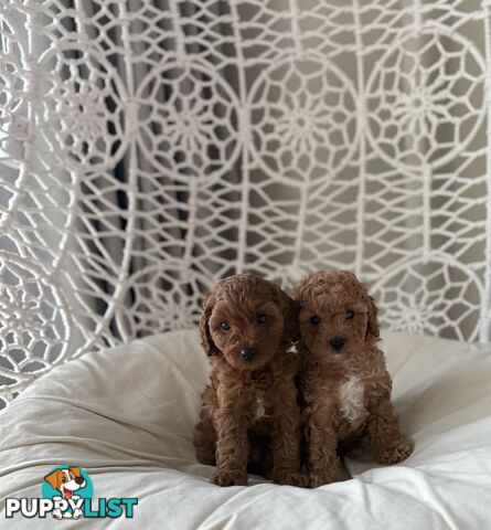 Tiny weeny F1b female Cavoodle puppies - DNA clear - Responsible Pet Breeder
