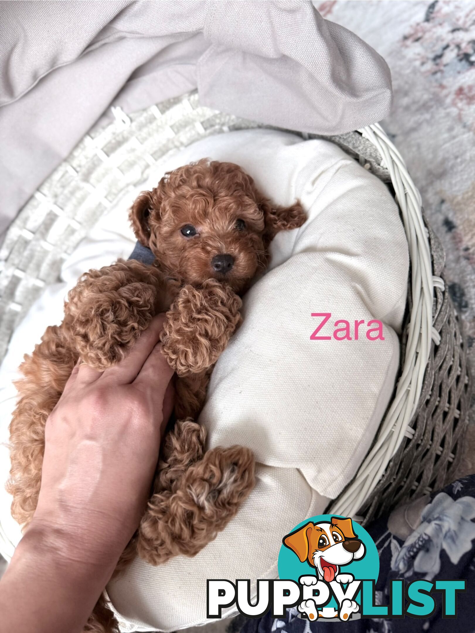 Only 2 left - Tiny weeny F1b female Cavoodle puppies - DNA clear - Responsible Pet Breeder