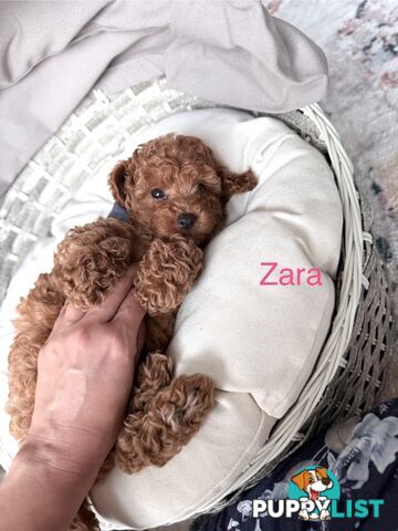 Only 2 left - Tiny weeny F1b female Cavoodle puppies - DNA clear - Responsible Pet Breeder