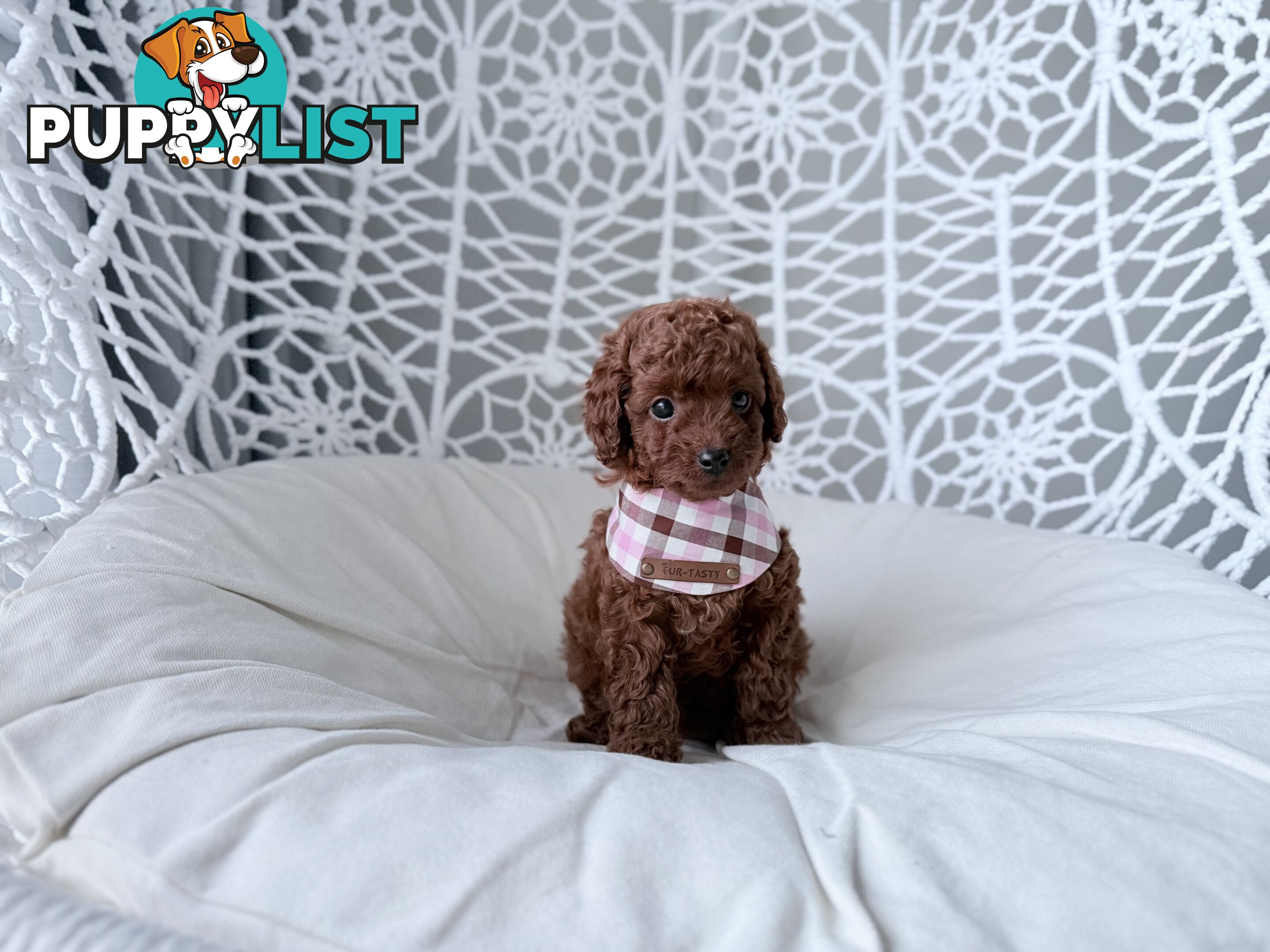 Tiny weeny F1b female Cavoodle puppies - DNA clear - Responsible Pet Breeder