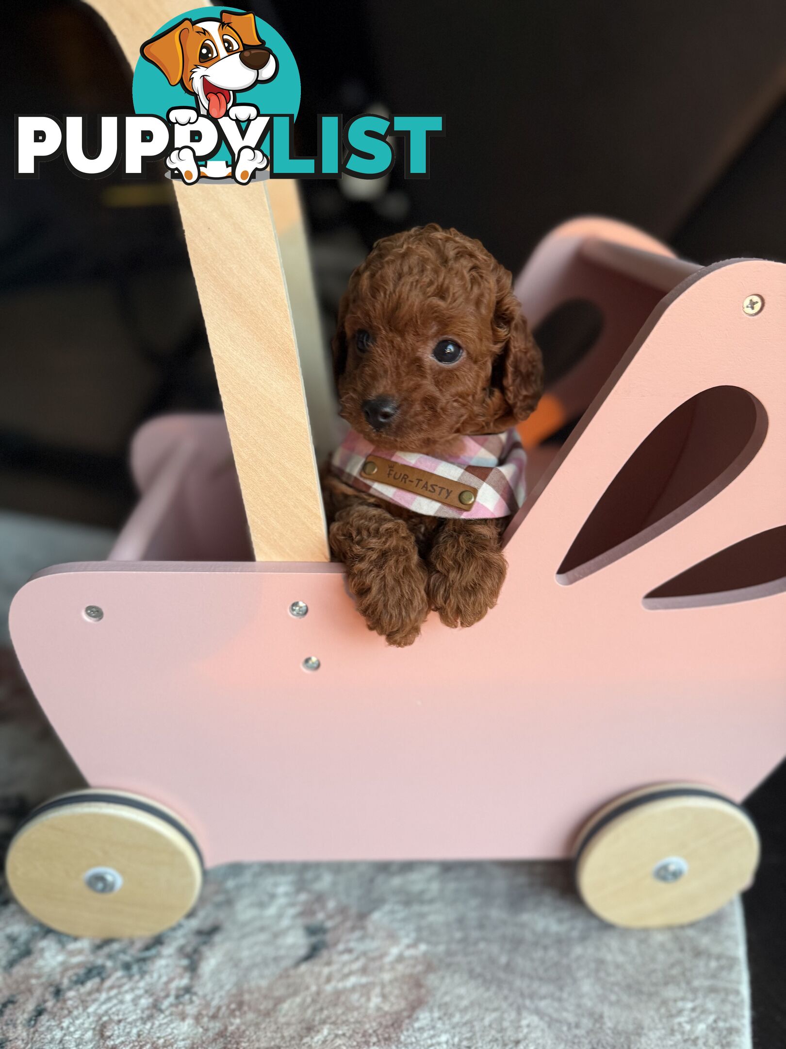 Tiny weeny F1b female Cavoodle puppies - DNA clear - Responsible Pet Breeder
