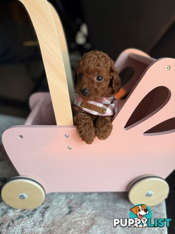 Tiny weeny F1b female Cavoodle puppies - DNA clear - Responsible Pet Breeder