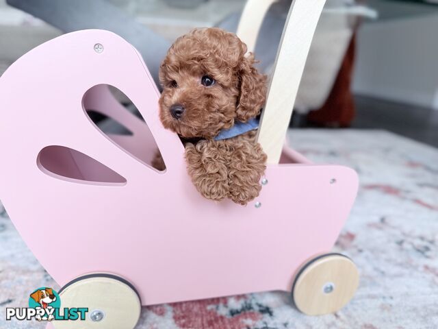 Tiny weeny F1b female Cavoodle puppies - DNA clear - Responsible Pet Breeder