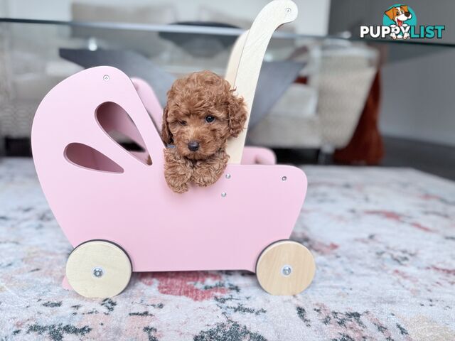 Tiny weeny F1b female Cavoodle puppies - DNA clear - Responsible Pet Breeder