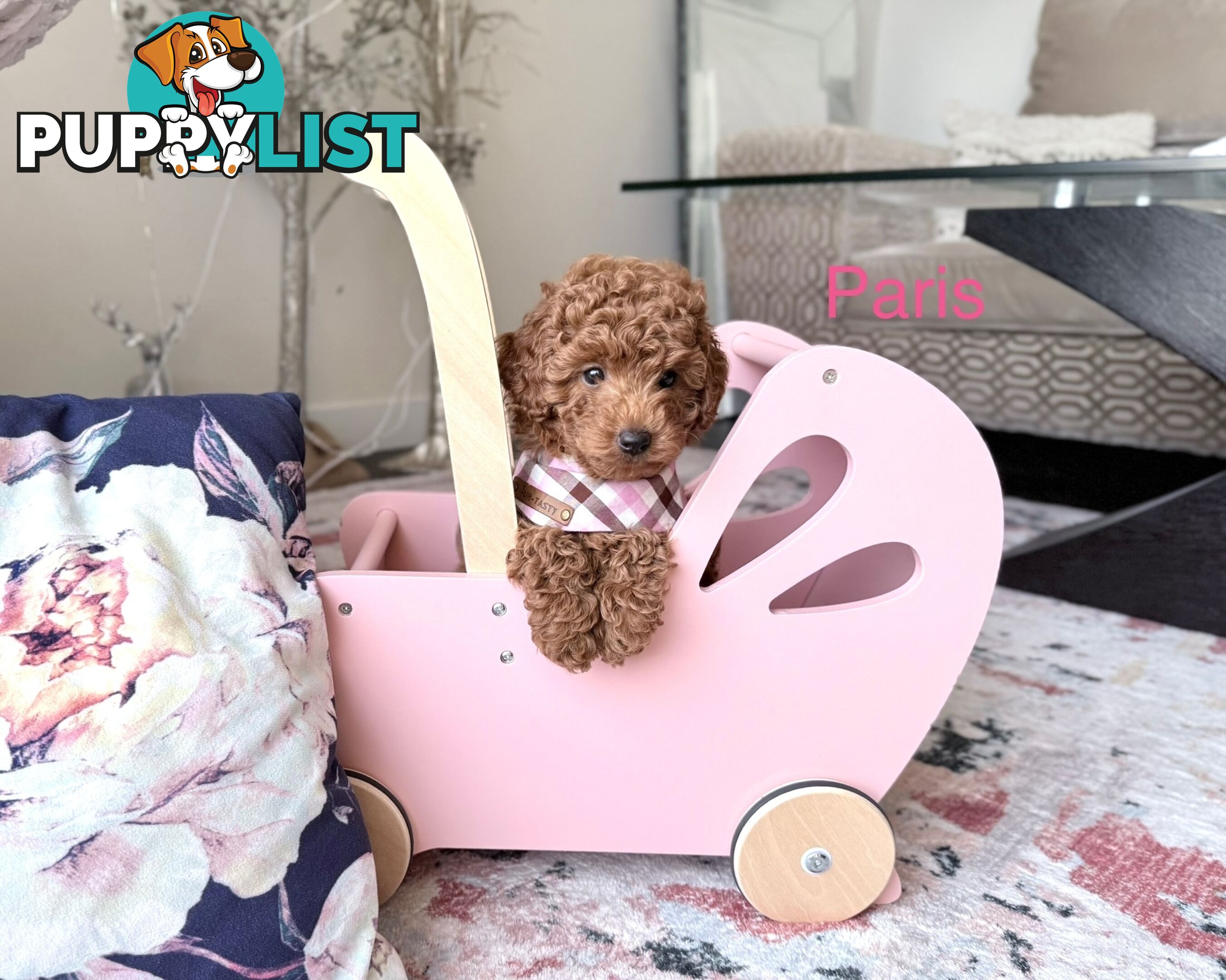 Tiny weeny F1b female Cavoodle puppies - DNA clear - Responsible Pet Breeder