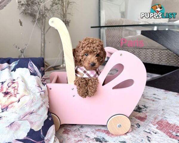 Last 1 left - Tiny weeny F1b female Cavoodle puppies - DNA clear - Responsible Pet Breeder