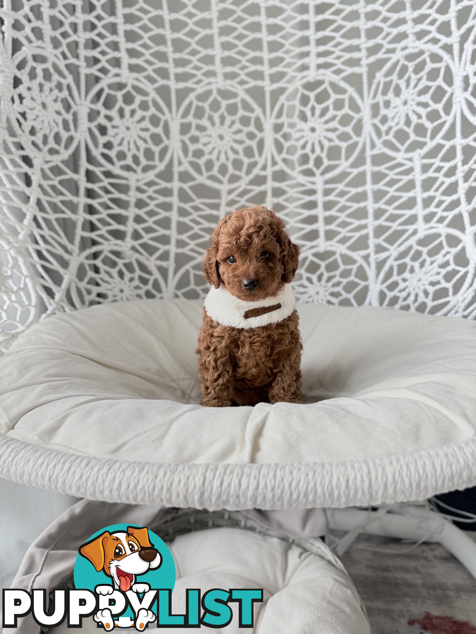 Only 2 left - Tiny weeny F1b female Cavoodle puppies - DNA clear - Responsible Pet Breeder