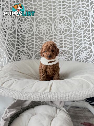 Tiny weeny F1b female Cavoodle puppies - DNA clear - Responsible Pet Breeder