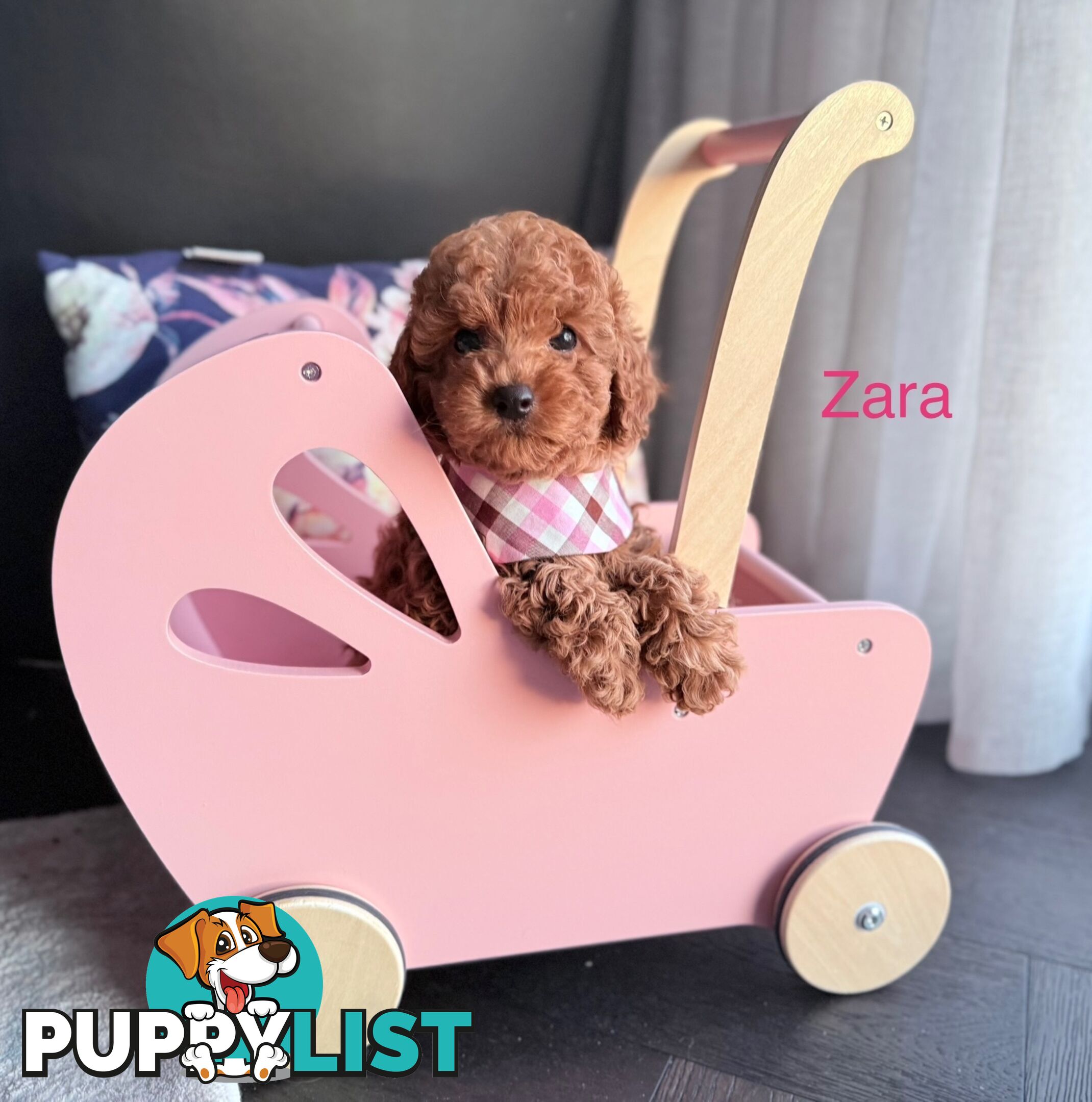 Only 2 left - Tiny weeny F1b female Cavoodle puppies - DNA clear - Responsible Pet Breeder