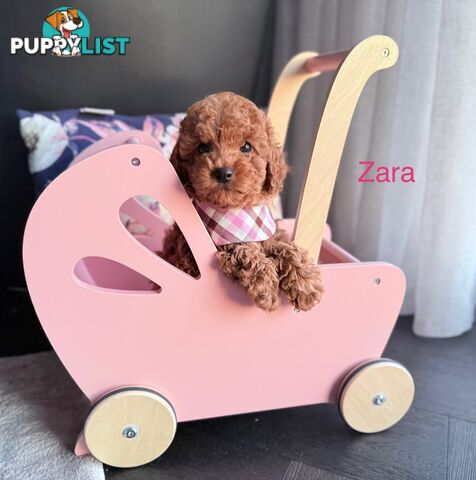 Tiny weeny F1b female Cavoodle puppies - DNA clear - Responsible Pet Breeder