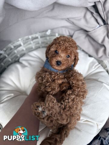 Tiny weeny F1b female Cavoodle puppies - DNA clear - Responsible Pet Breeder