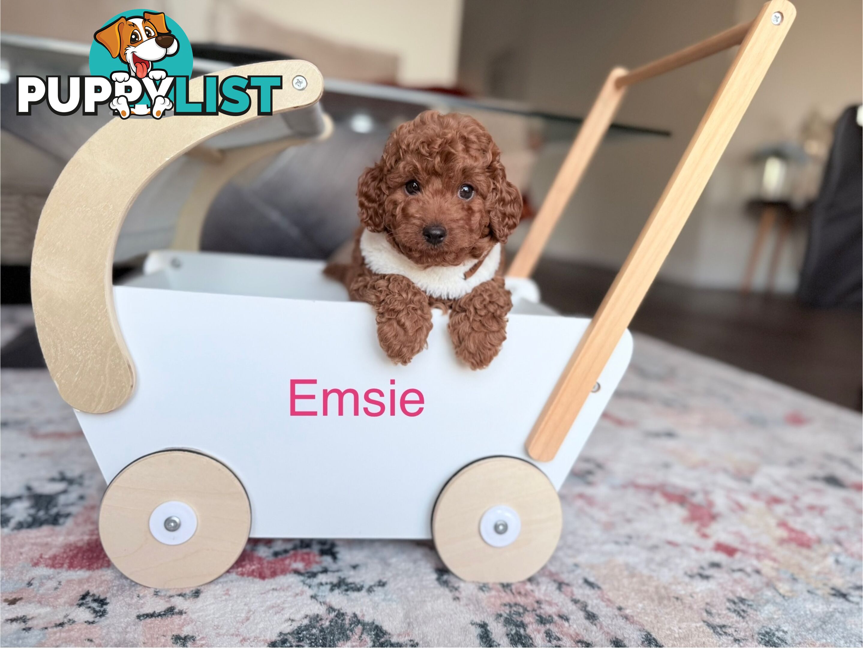Tiny weeny F1b female Cavoodle puppies - DNA clear - Responsible Pet Breeder