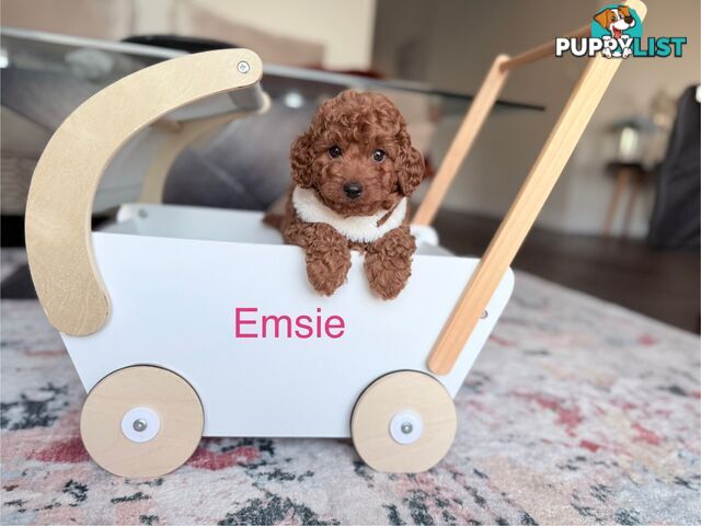 Tiny weeny F1b female Cavoodle puppies - DNA clear - Responsible Pet Breeder