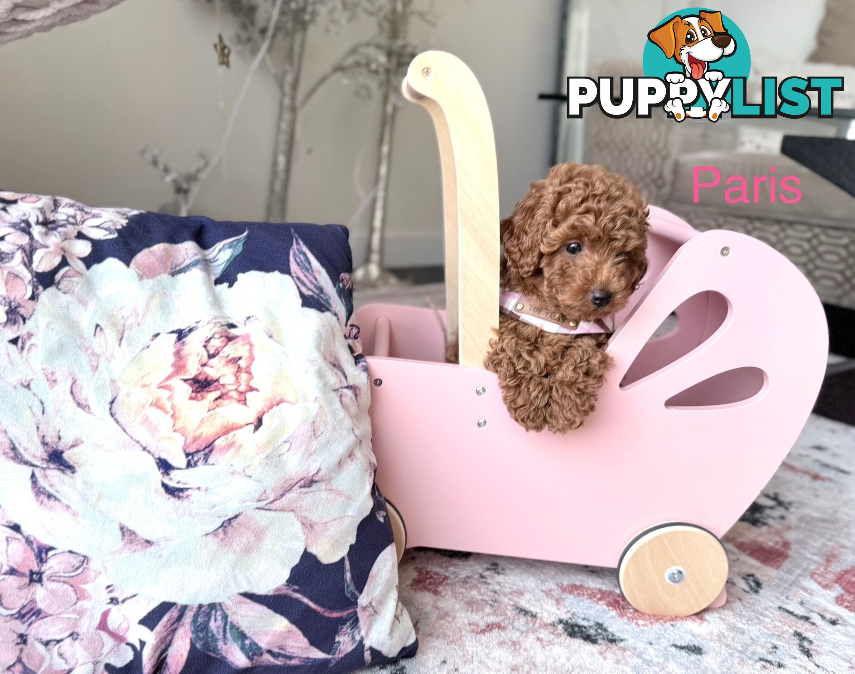 Only 2 left - Tiny weeny F1b female Cavoodle puppies - DNA clear - Responsible Pet Breeder