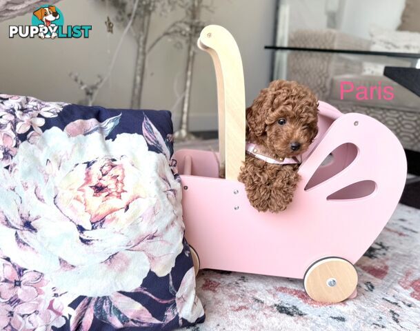 Tiny weeny F1b female Cavoodle puppies - DNA clear - Responsible Pet Breeder