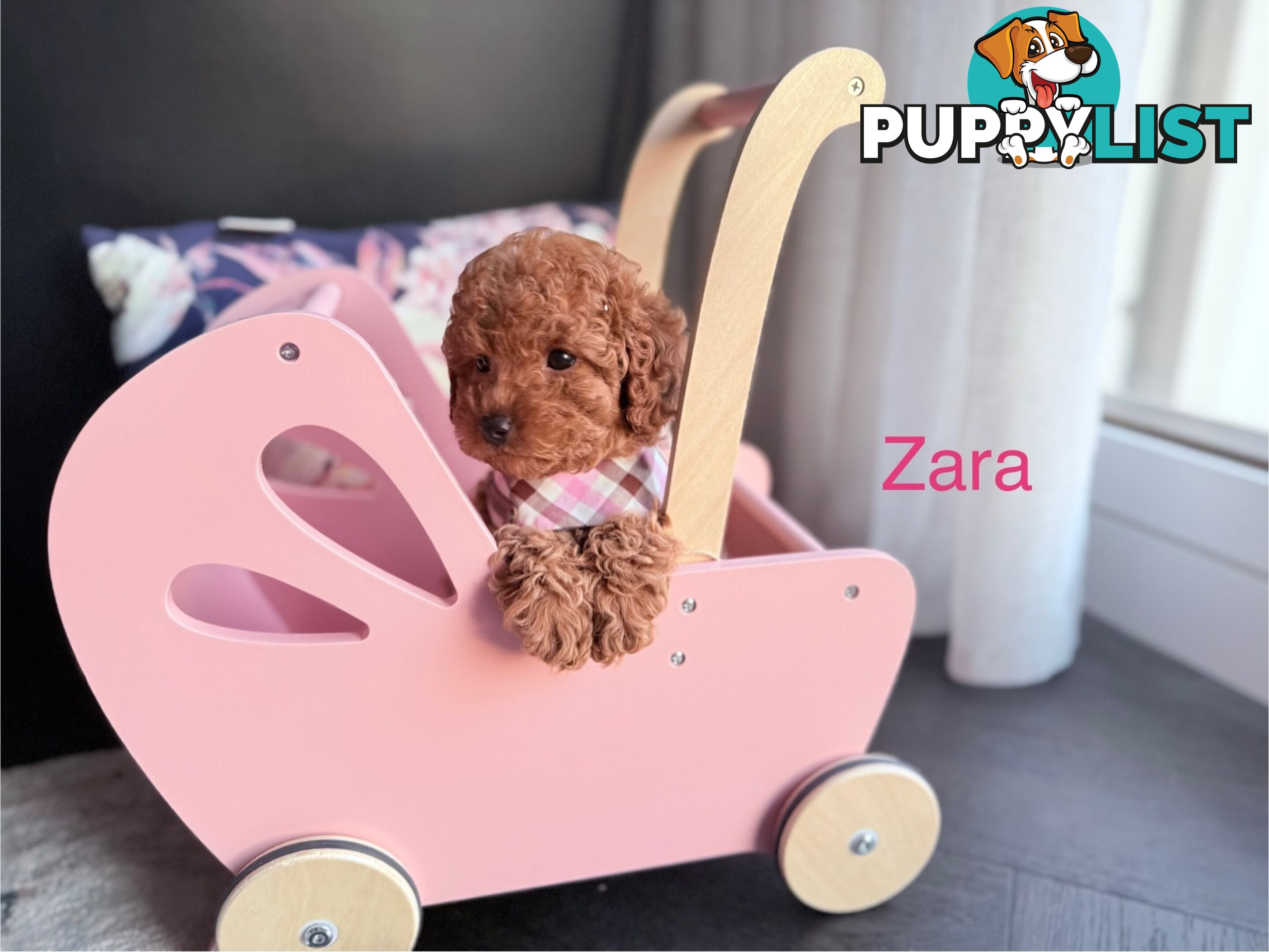 Only 2 left - Tiny weeny F1b female Cavoodle puppies - DNA clear - Responsible Pet Breeder