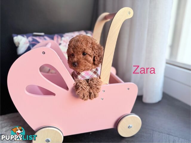 Tiny weeny F1b female Cavoodle puppies - DNA clear - Responsible Pet Breeder