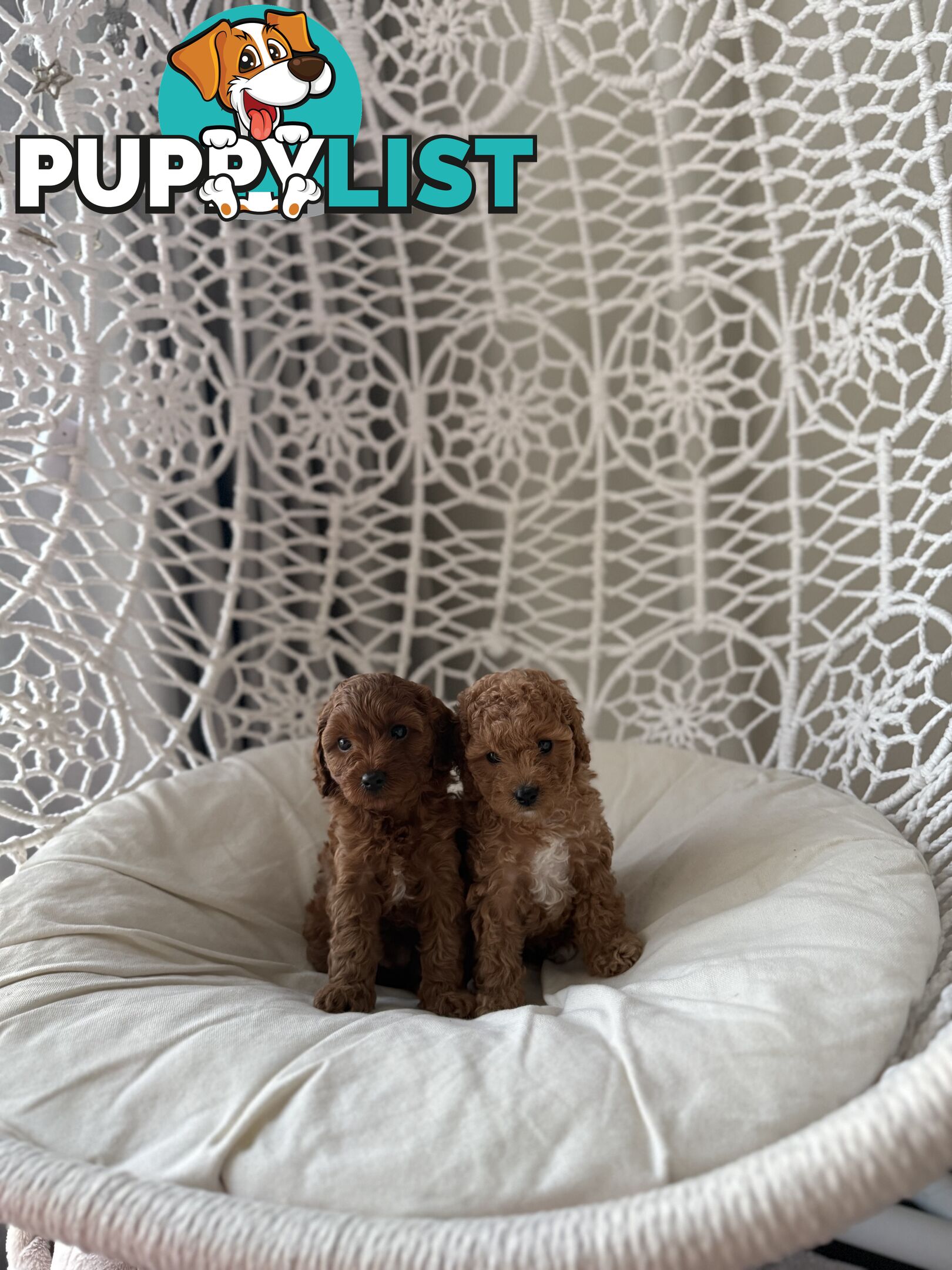 Tiny weeny F1b female Cavoodle puppies - DNA clear - Responsible Pet Breeder
