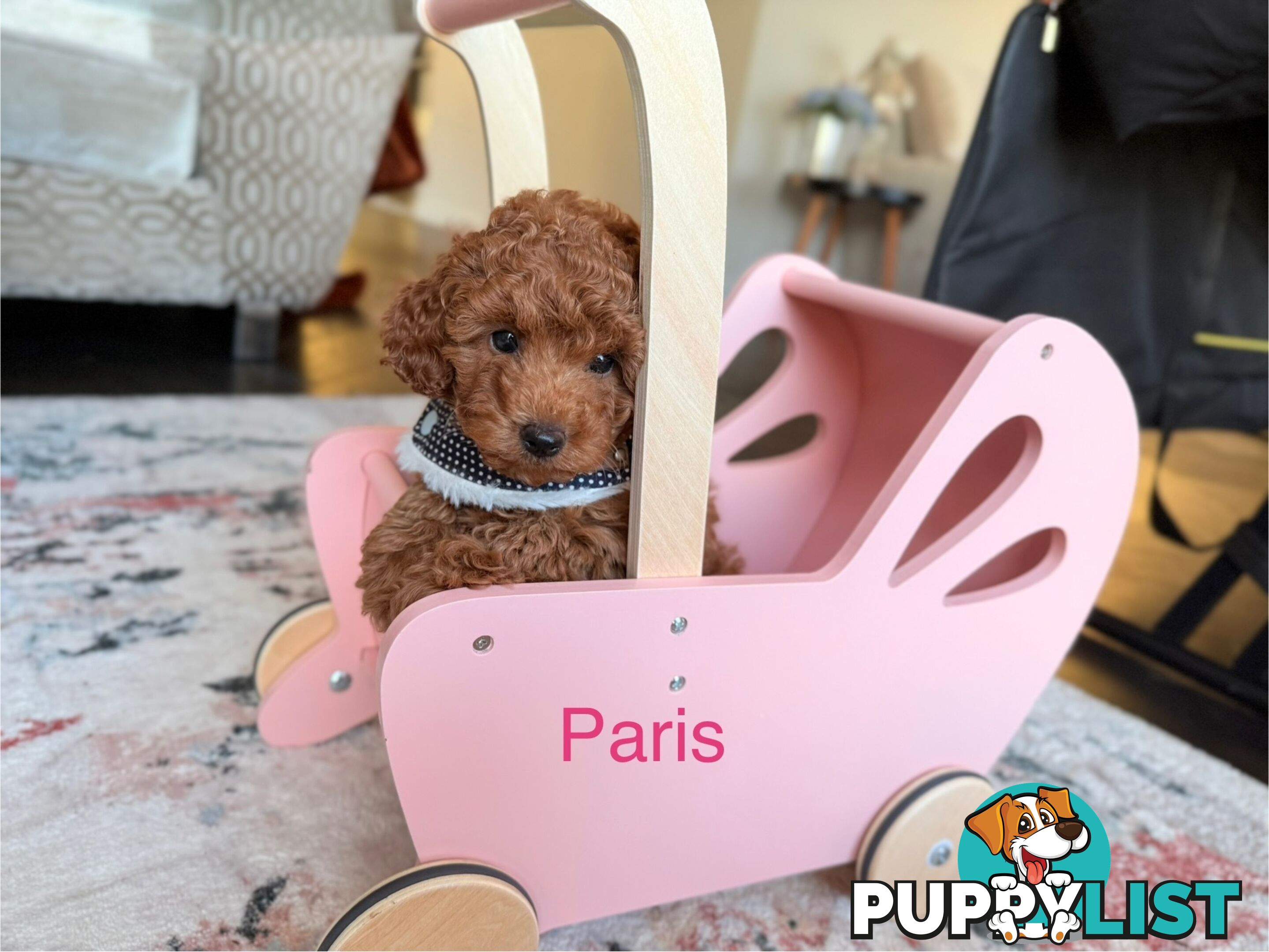 Only 2 left - Tiny weeny F1b female Cavoodle puppies - DNA clear - Responsible Pet Breeder