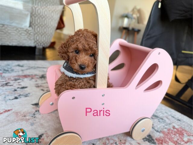 Tiny weeny F1b female Cavoodle puppies - DNA clear - Responsible Pet Breeder