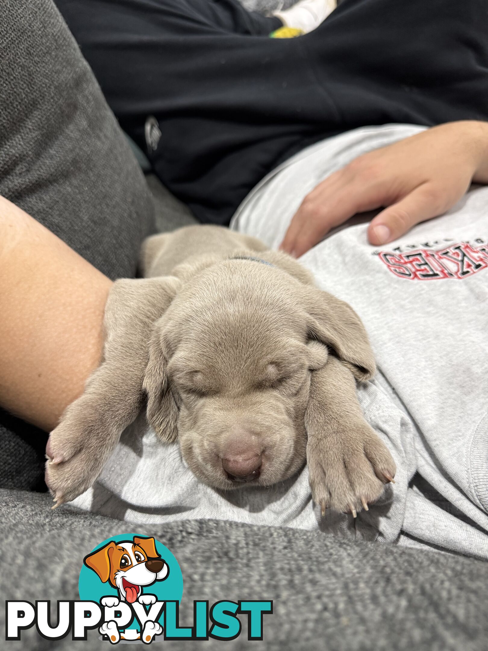 Weimaraner Puppies