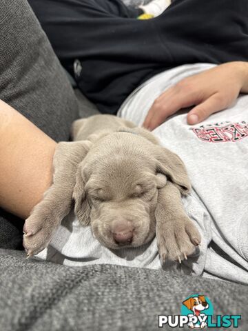 Weimaraner Puppies