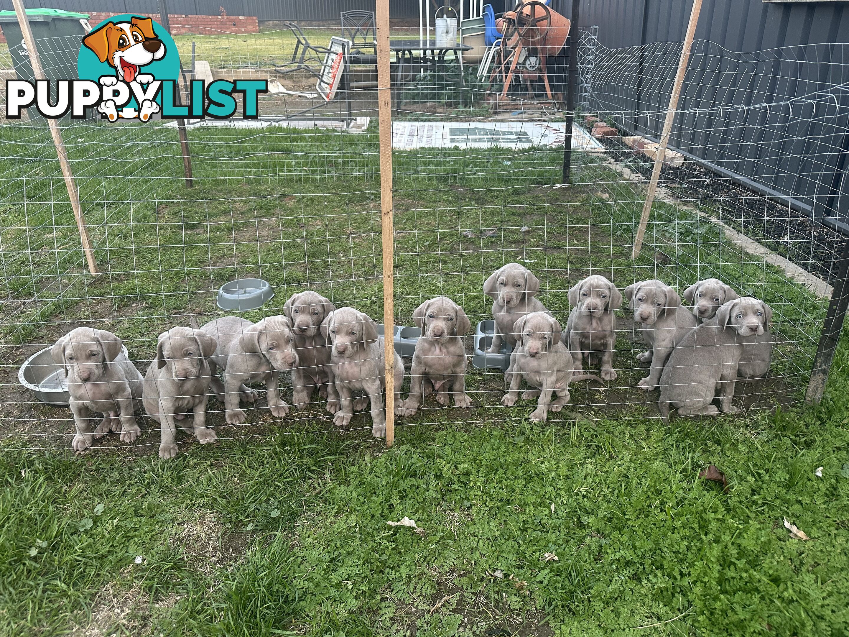 Weimaraner Puppies