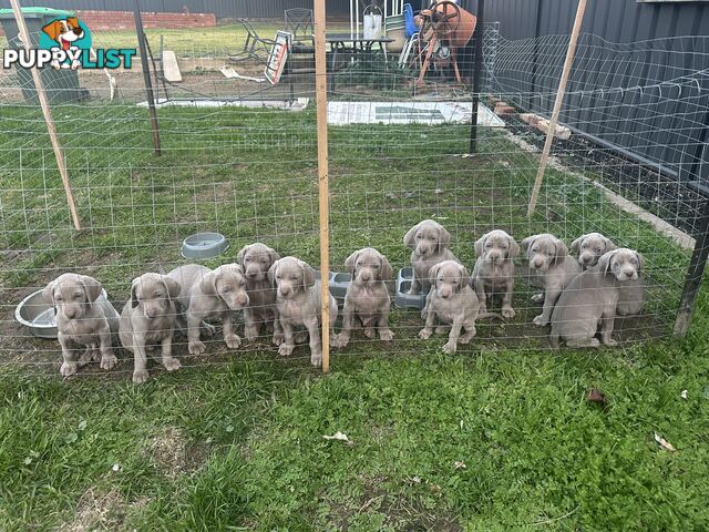 Weimaraner Puppies